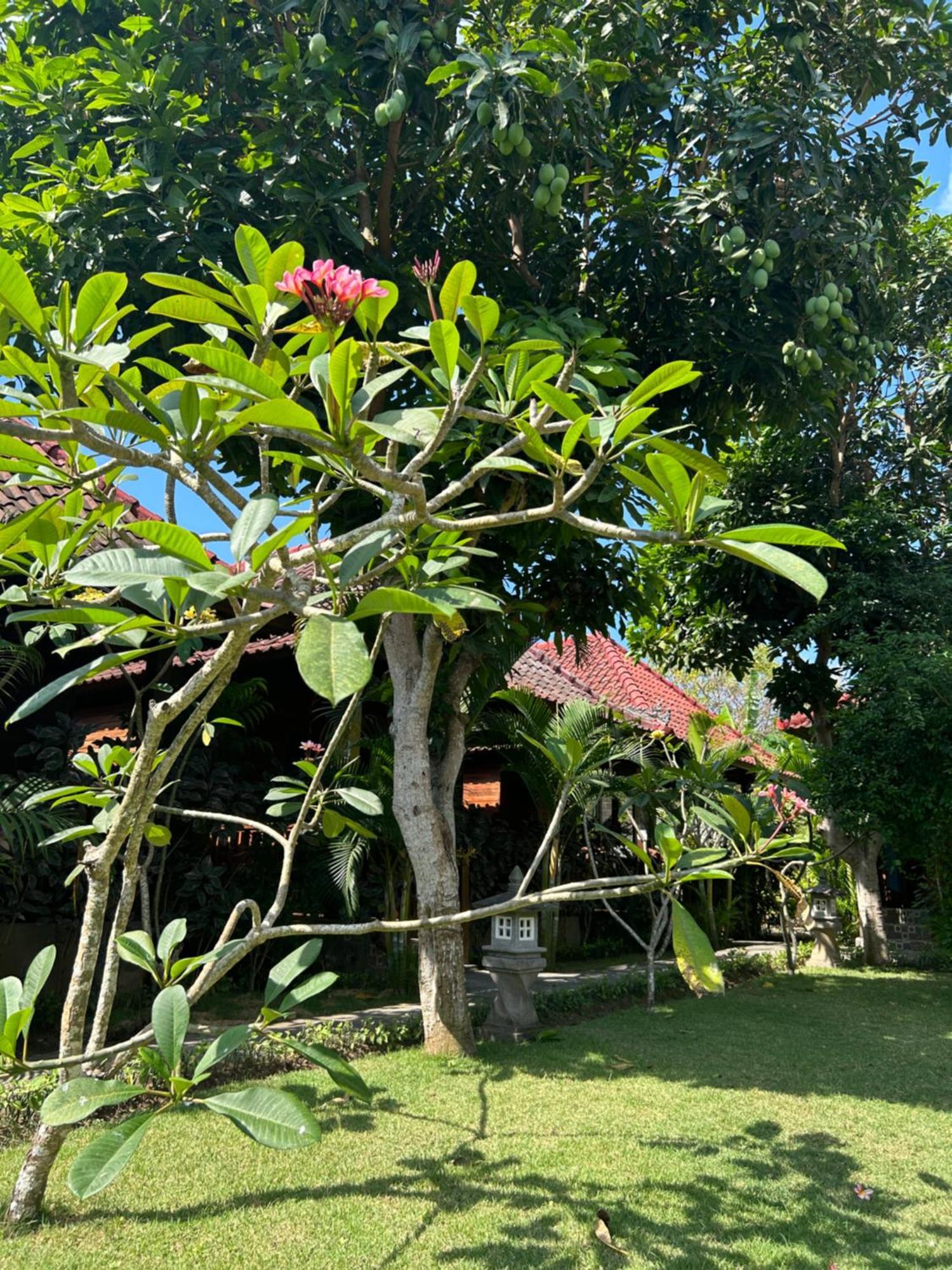 Island Garden Huts Lembongan Bed & Breakfast Екстериор снимка
